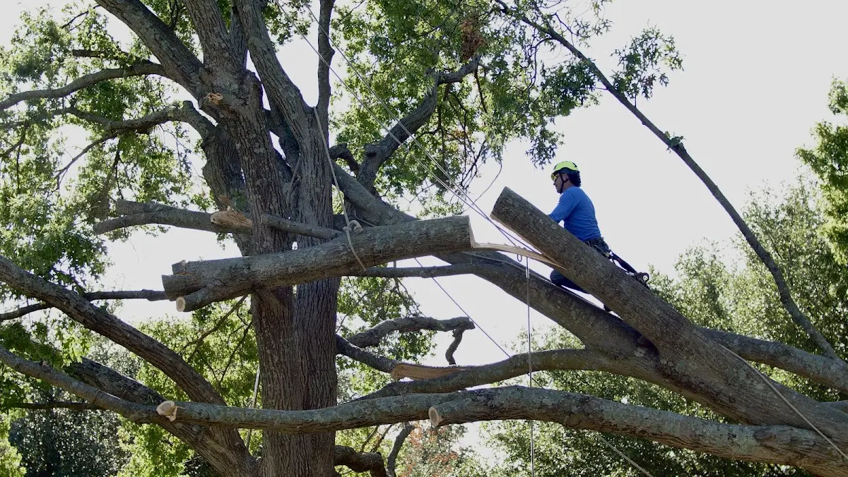 Professional Crown Thinning performed by certified arborists in Warfield