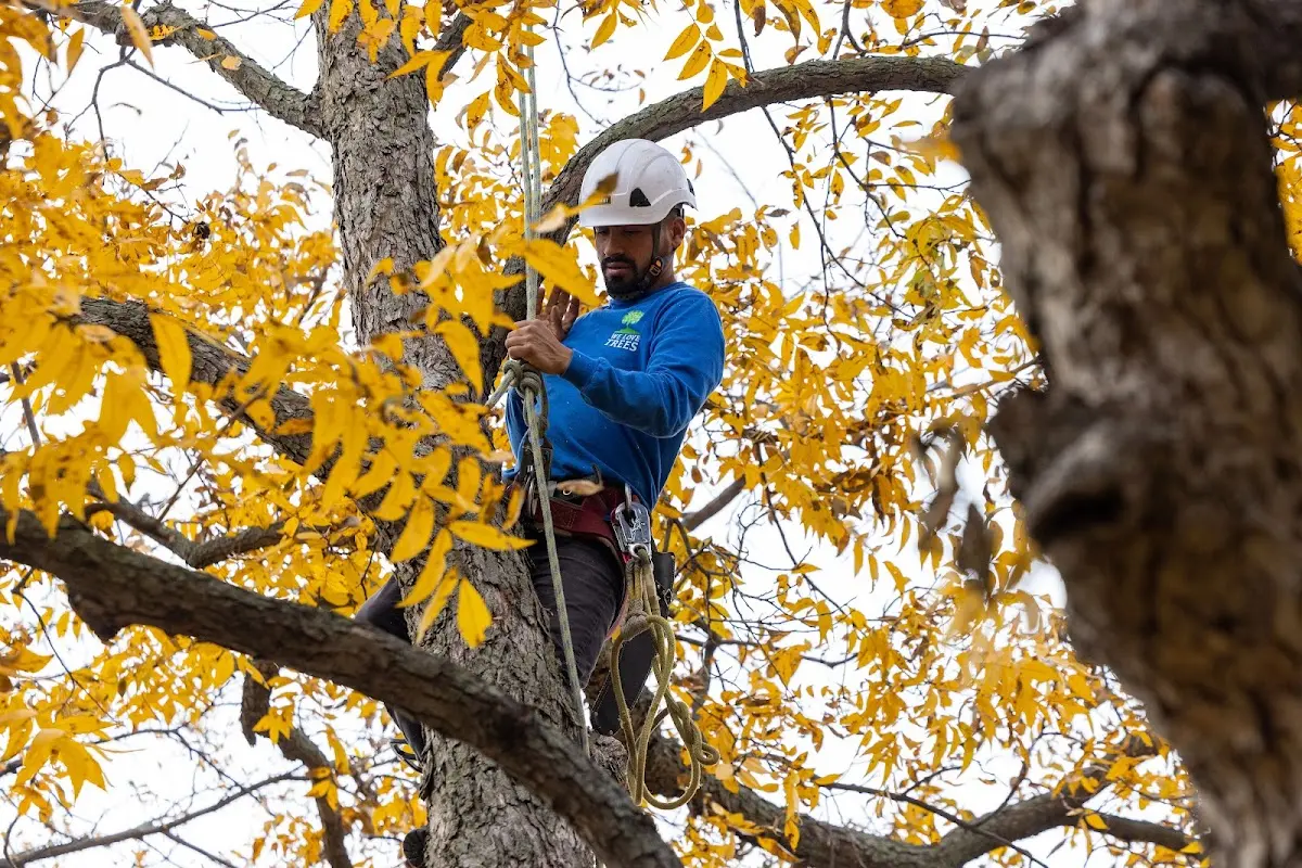 Skilled Tree Transplanting crew working in Warfield