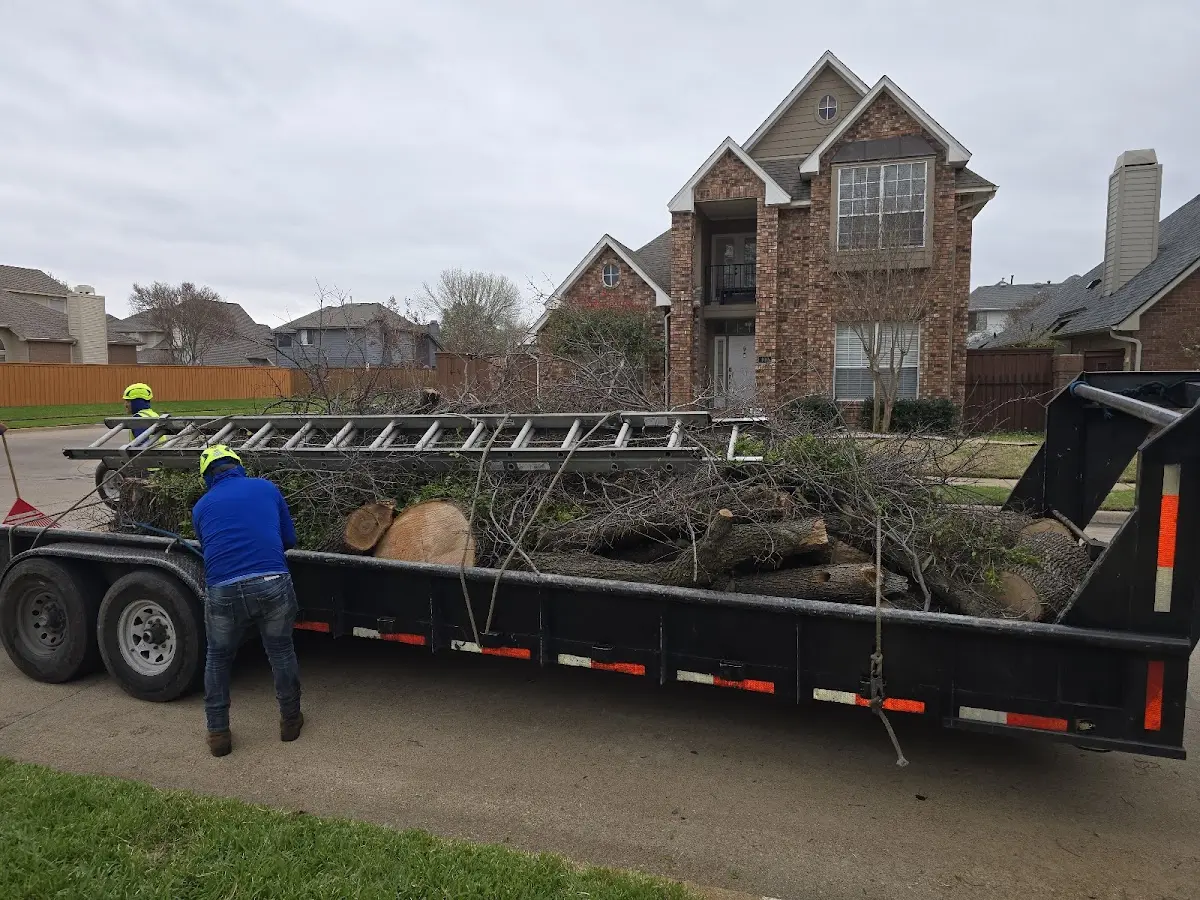 Expert Tree Pest Control with proper safety equipment in Warfield
